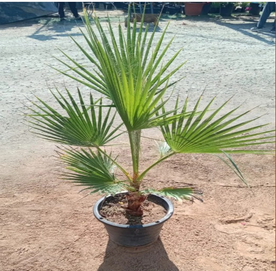 washingtonia palm mexican