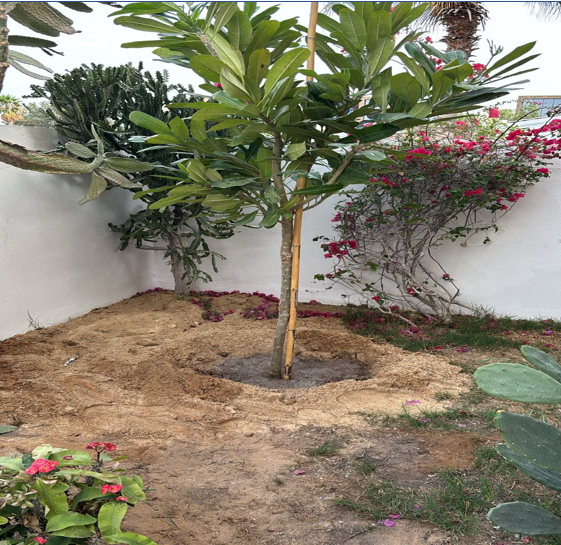 Plant and Tree Installation | Tree Planting