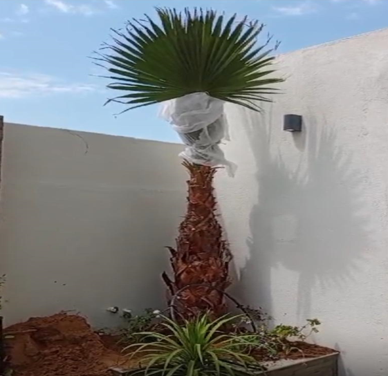 Plant and Tree Installation | Tree Planting