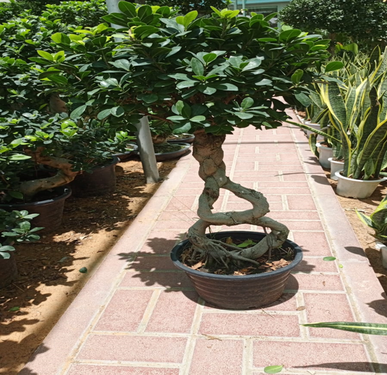 ficus bonsai