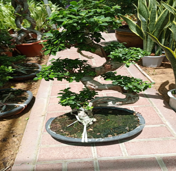 ficus bonsai