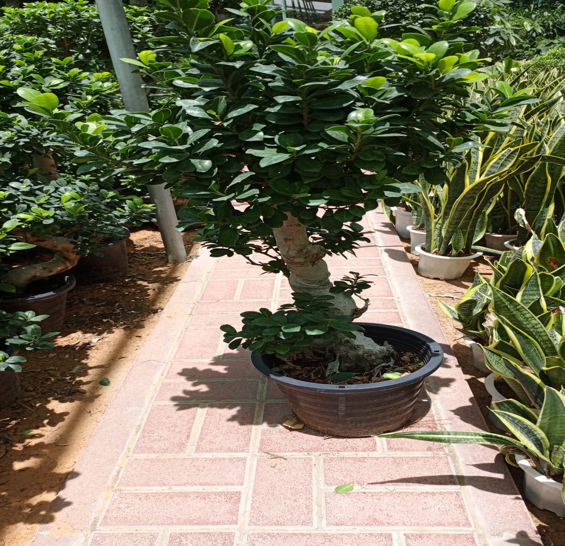 ficus bonsai