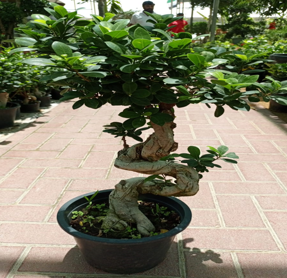 ficus bonsai