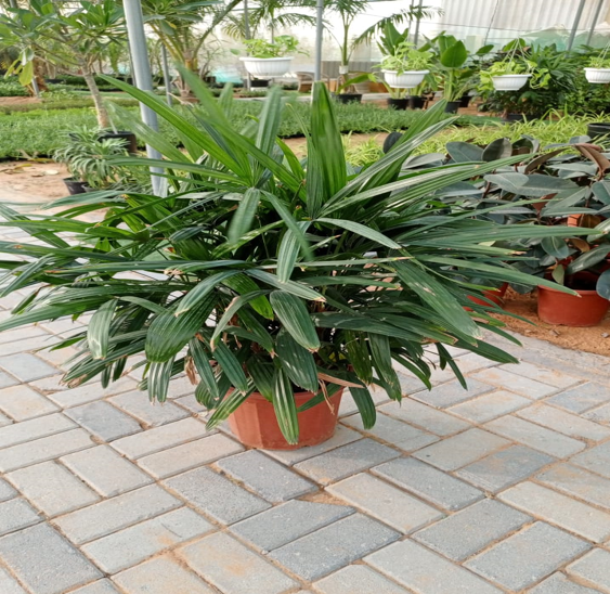 Rhapis palm