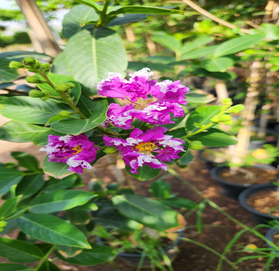 Lagerstroemia
