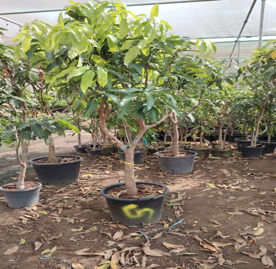 mango tree