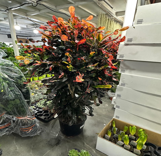 Croton mixed color