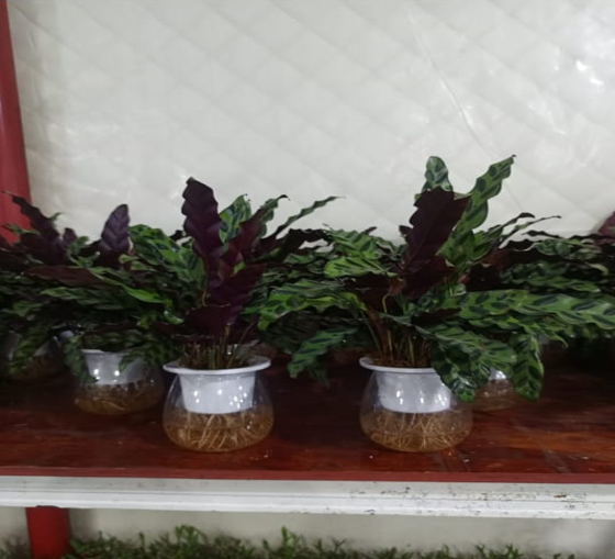 calathea water plant