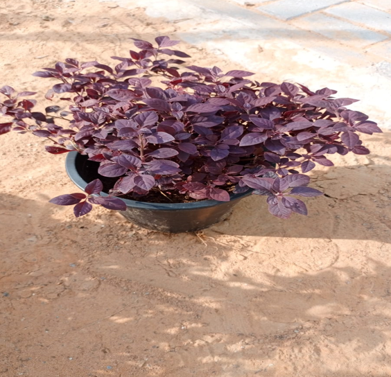 Alternanthera ‘Brazilian Red Hots’