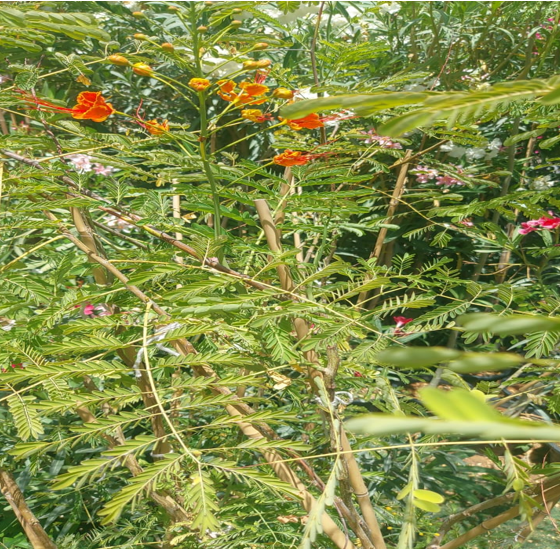 Peacock Flower (Caesalpinia pulcherrima)