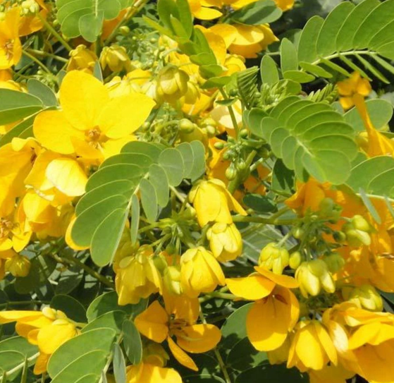 Senna plant