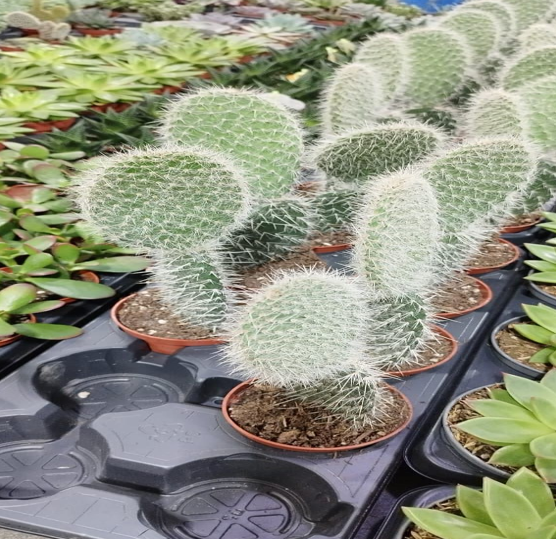bunny ear cactus