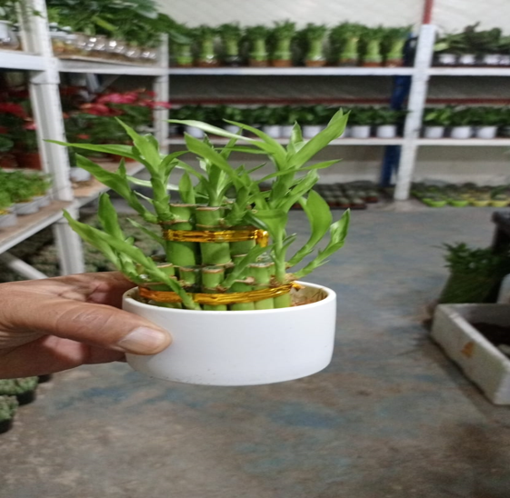 small Tower Lucky Bamboo