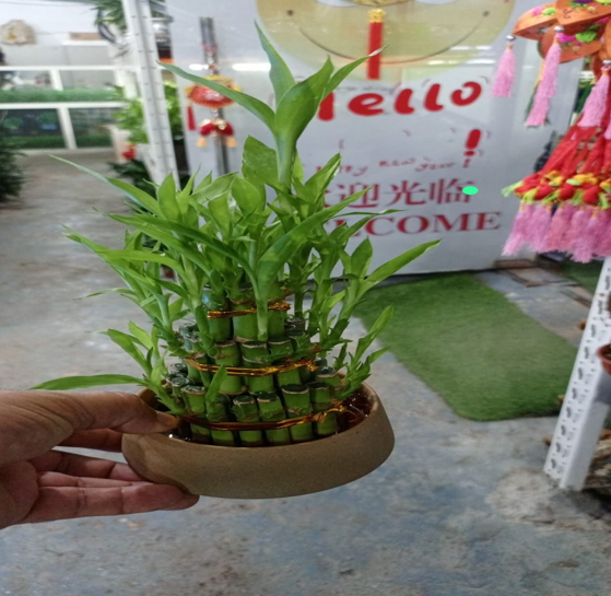 Big Tower Lucky Bamboo