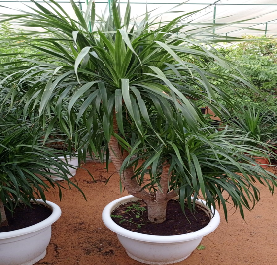 Dracaena draco