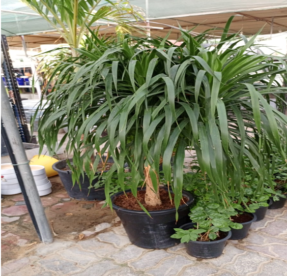 Dracaena draco