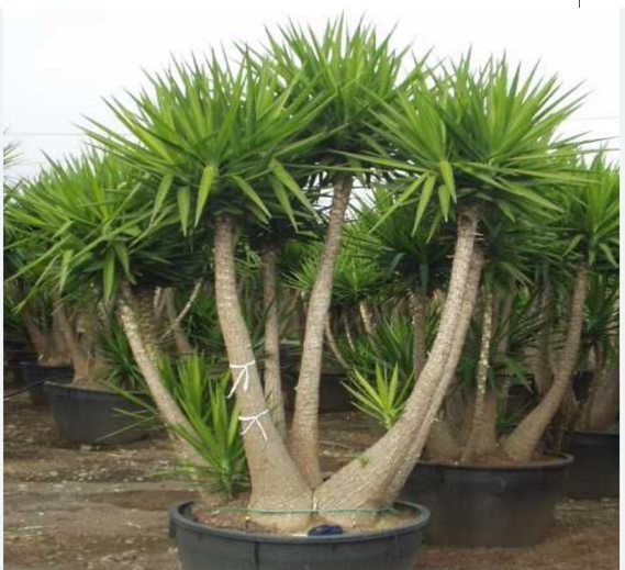 YUCCA ELEPHANTIPES