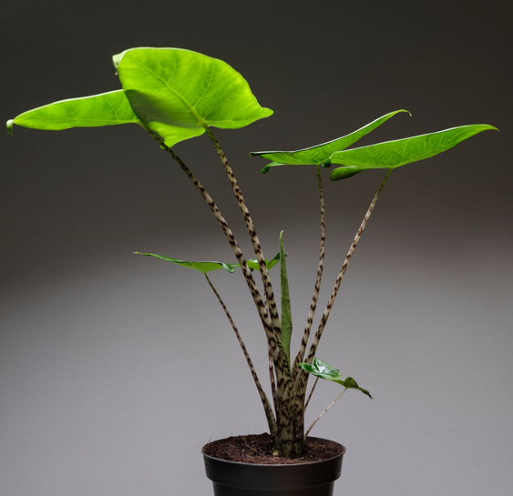 Alocasia zebrina