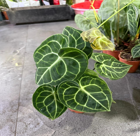 Anthurium Clarinervium