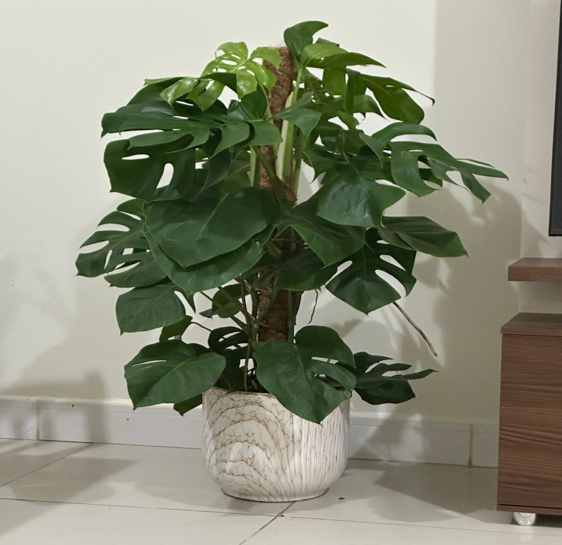 Monstera Deliciosa