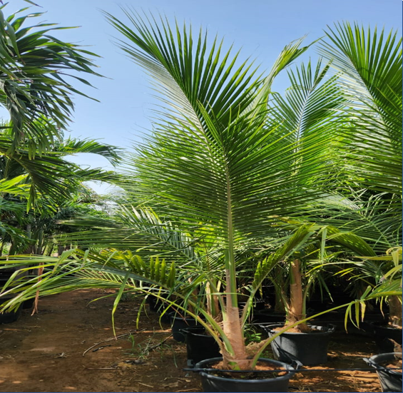 coconut palm