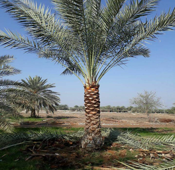 date palm
