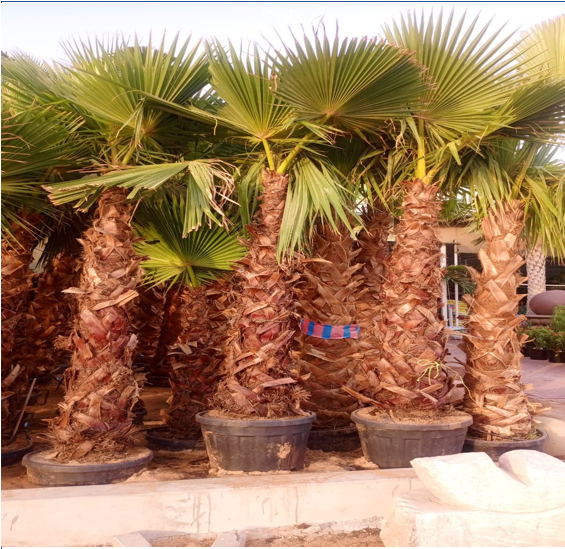 washingtonia palm pakistan