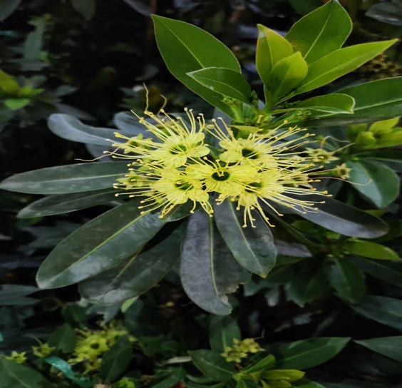 Golden Penda / Xanthostemon chrysanthus,