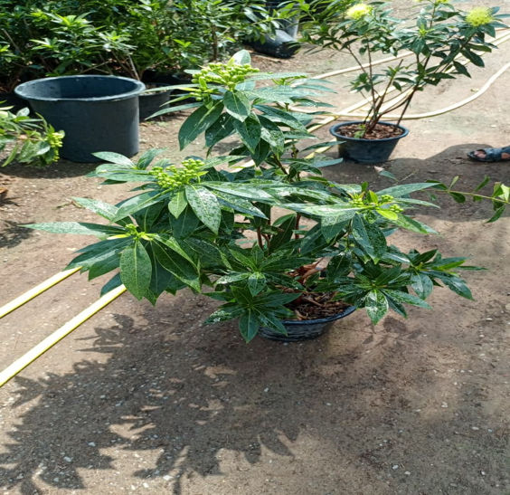 Golden Penda / Xanthostemon chrysanthus,