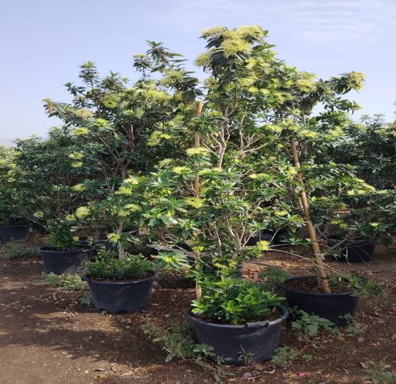 Golden Penda / Xanthostemon chrysanthus,