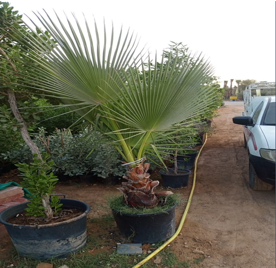 washingtonia palm