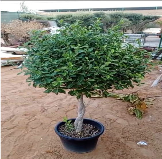 FICUS NITEDA