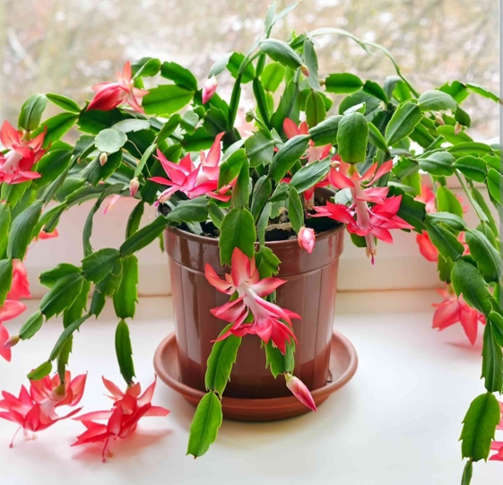 Christmas cactus
