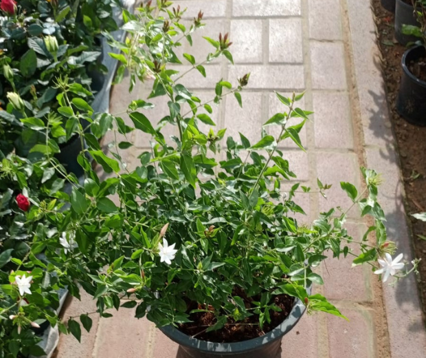 Jasmine Nitidum- “Star Jasmine”