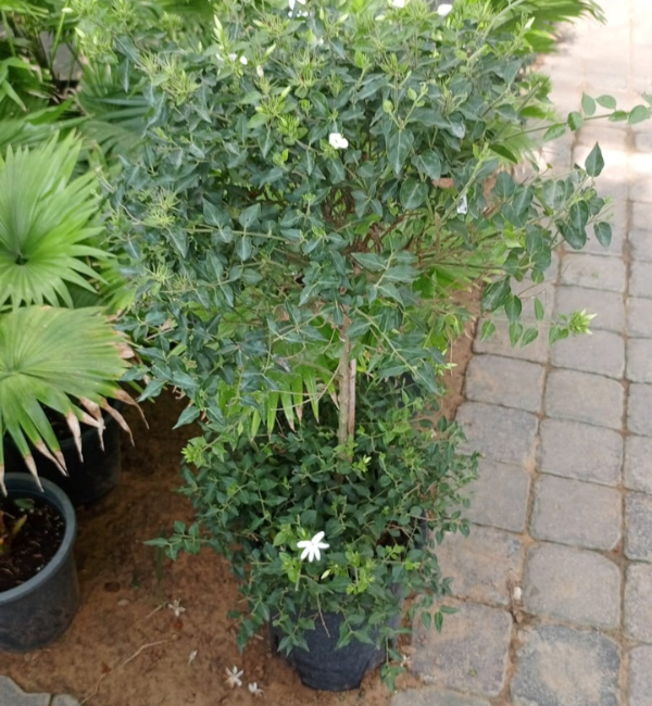 Jasmine Nitidum – “Star Jasmine” (Big)
