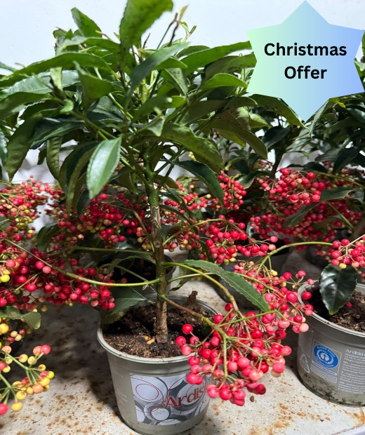 Ardisia Crenata - Christmas Berry Plants