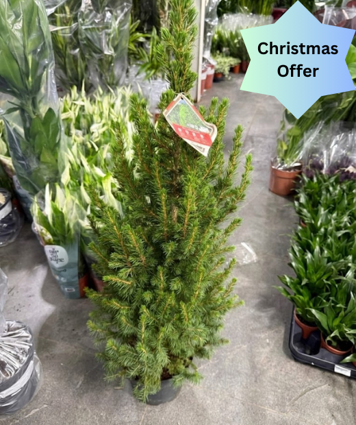 Picea Glauca Conica - Dwarf Alberta Spruce