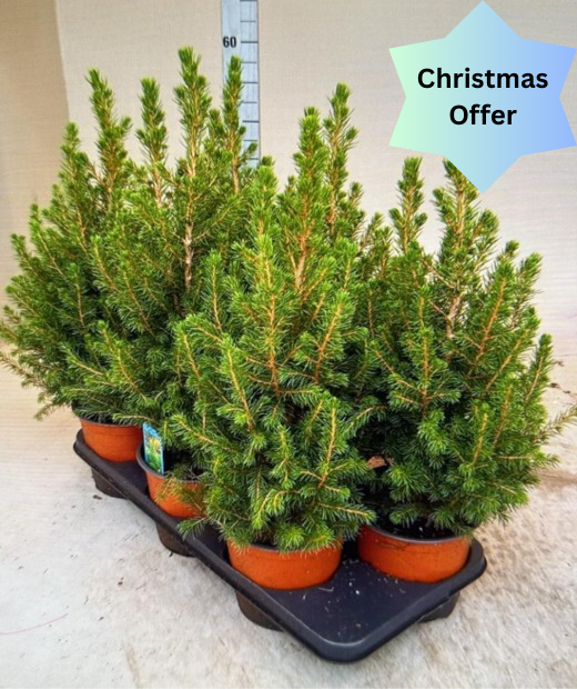 Picea Glauca Conica - Dwarf Alberta Spruce small