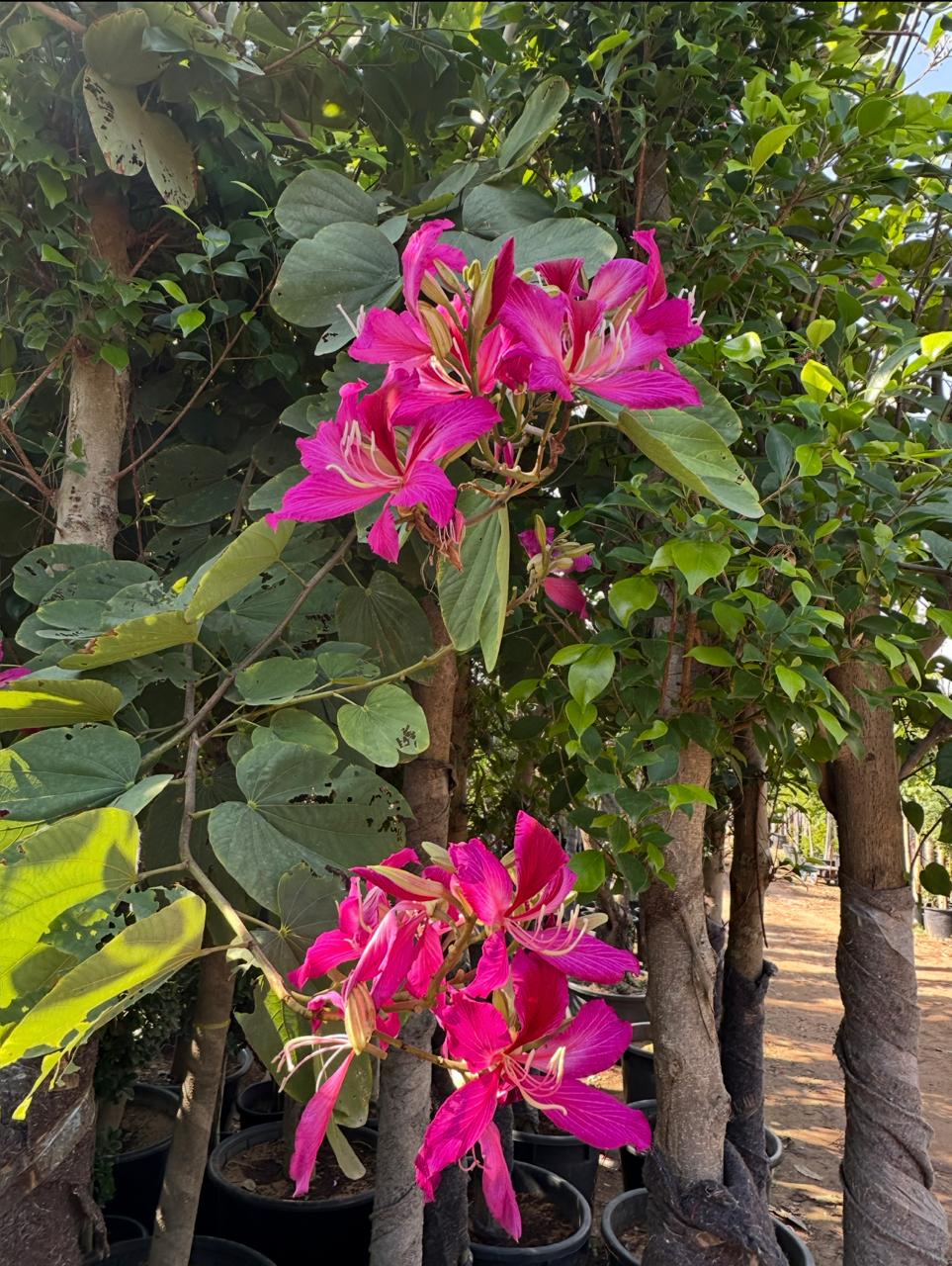 Bauhinia Purpurea