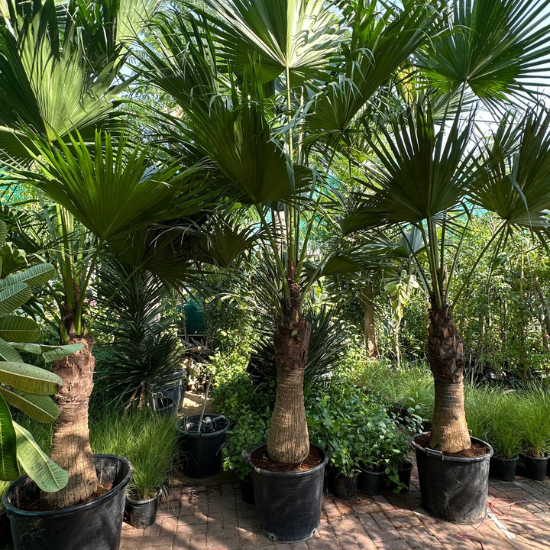 Livistona Palm | Chinese Fan Palm