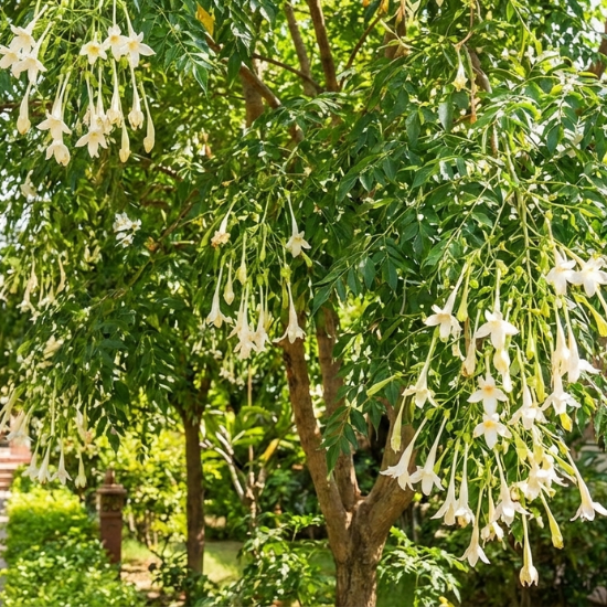 Millingtonia Hortensis - Tree Jasmine - Indian Cork Plants