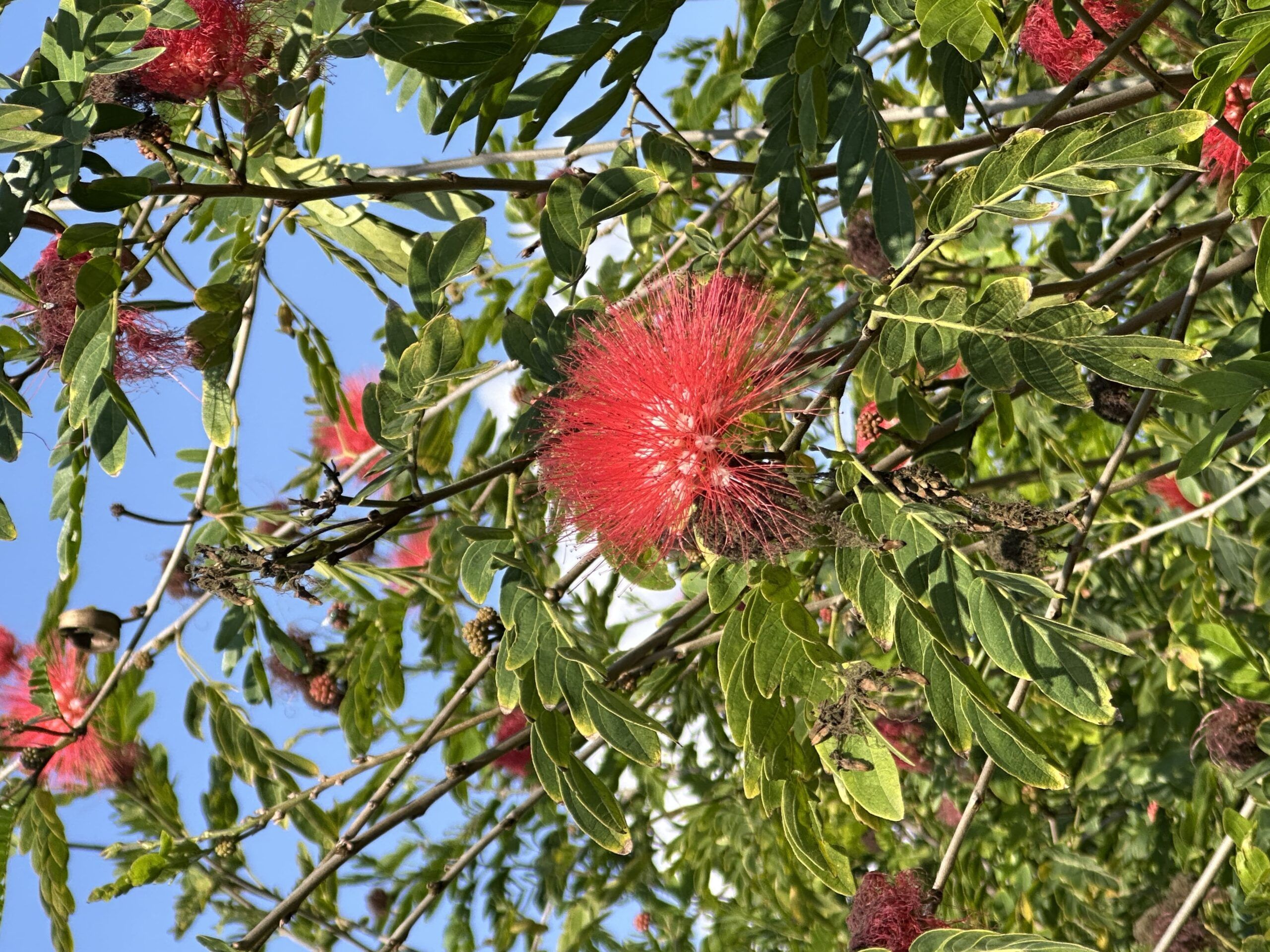 Red Powder Puff - Calliandra Haematocephala