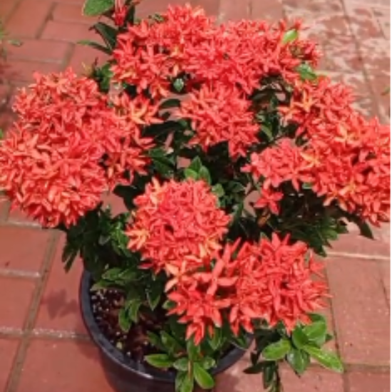 ixora