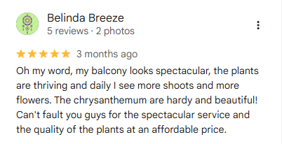 Oh my word, my balcony looks spectacular, the plants are thriving and daily I see more shoots and more flowers. The chrysanthemum are hardy and beautiful! Can't fault you guys for the spectacular service and the quality of the plants at an affordable price.