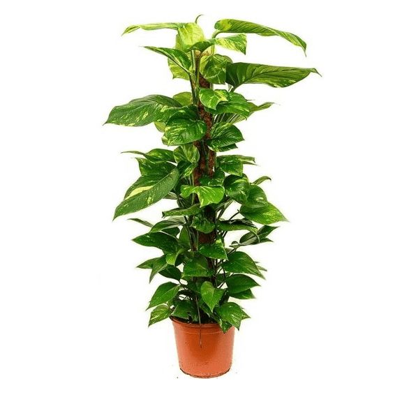 Golden pothos (Money plant)