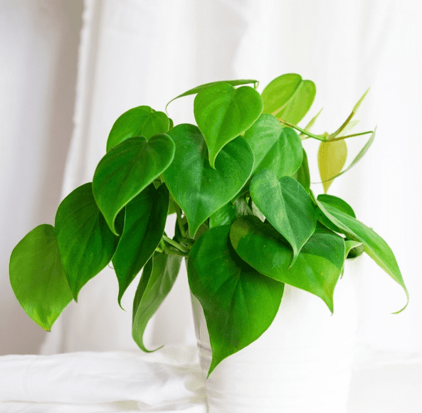Philodendron Heartleaf