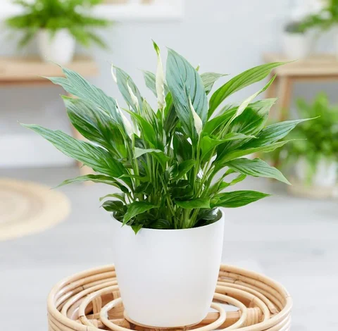 Peace Lily Plant (Spathiphyllum) | Air Purifying Indoor Plant UAE