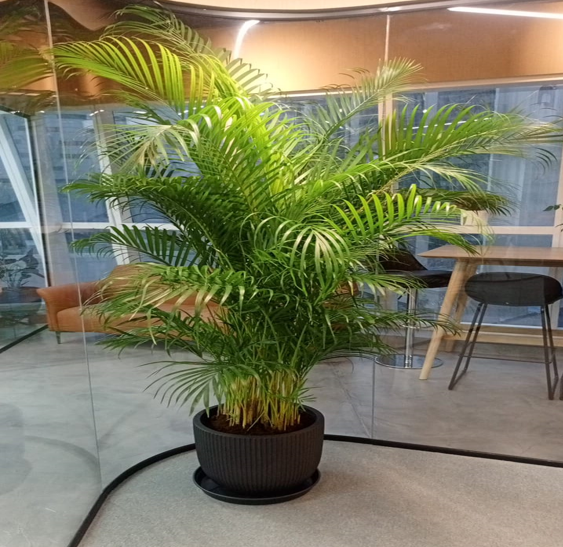 areca palm